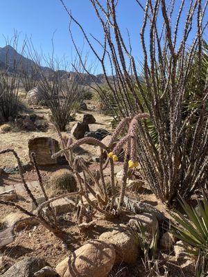 An example of some of the plants that live in El Paso with the mountains in the background.