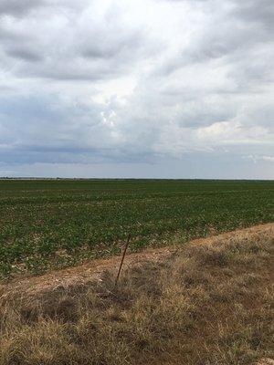 Cotton Field south of Winters, TX