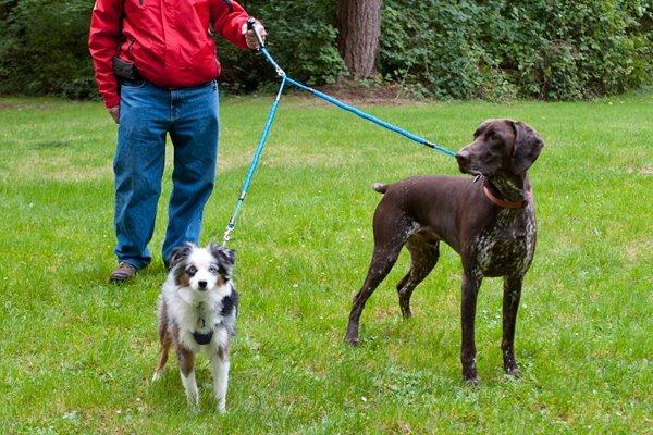 Super couples for walking two dogs.