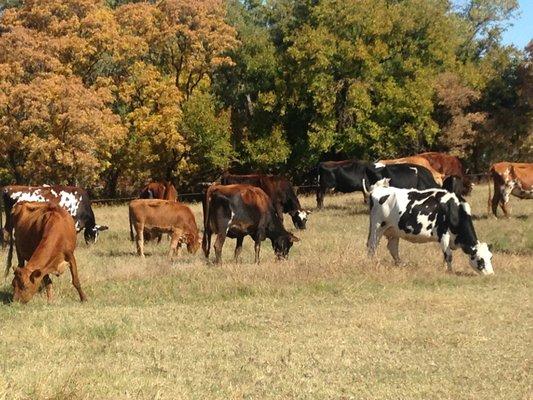 Our cows are 100% grass-fed. This means a much higher quality and more nutrient dense milk is produced.