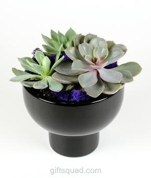 A sleek & modern black ceramic compote is filled w a mix of trendy succulents and accented with Purple moss. Measuring approx 9" x 7" 65.00