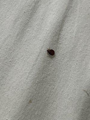 Bed bugs