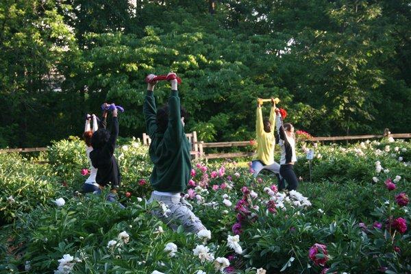 Yoga amongst the peonies in the Arboretum