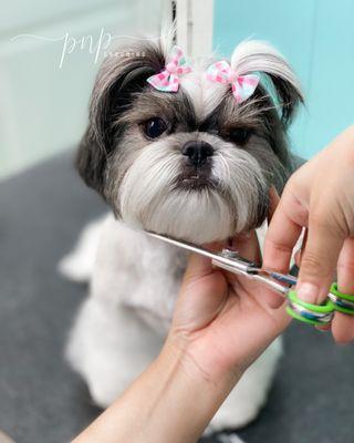 Pooch N Pups Grooming