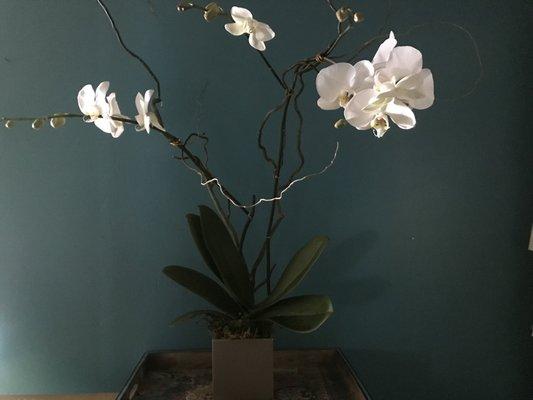 double white phalaenopsis