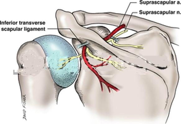 shoulder joint with nerves