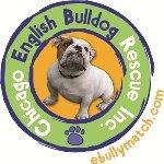 The Midwest's premier English Bulldog rescue!  Saving the lives of over 1000 bulldogs in over 10 years.