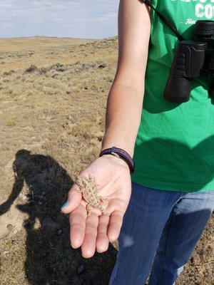 Horned toad on a very fun tour group.