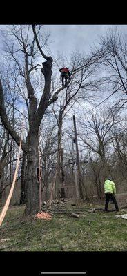 Branch removals in Blue Ash area!