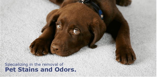 Pet Stains and odors??