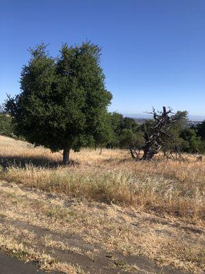 Ancient Oak Grove In the Stanford Foothills