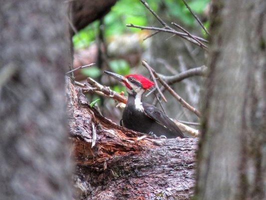 Edmund Niles Huyck Preserve and Biological Research Station