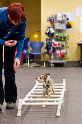 Join us for a variety of dog training classes, including our fun Wag It Games!