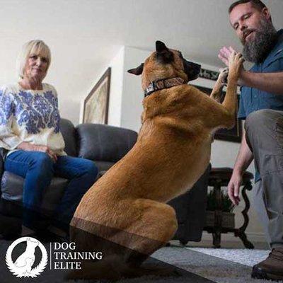 Professional In-home dog training