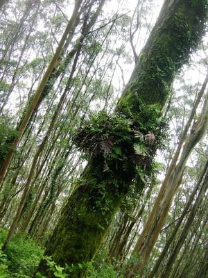 In Sutro Cloud Forest on Mt Sutro