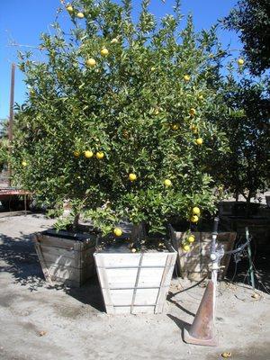 Boxed citrus