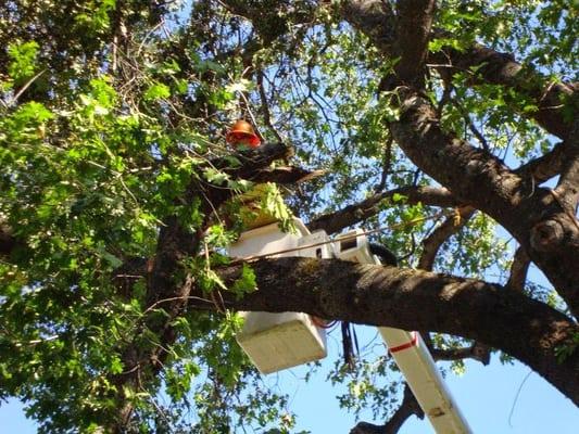 Our arborist inspecting a broken limb from the safety of our boom truck.