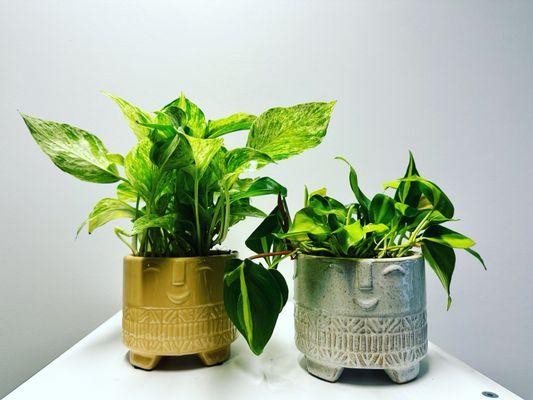 Potted Pothos Plant