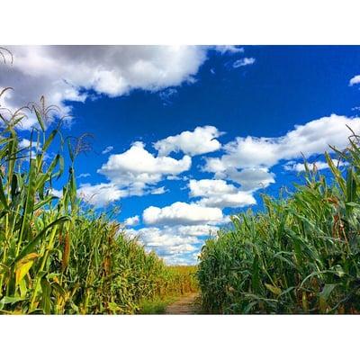 A walk through the maze on a beautiful day!