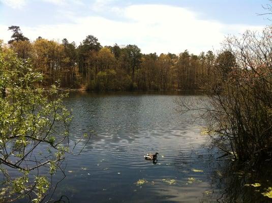 Shot of the pond from the boardwalk.