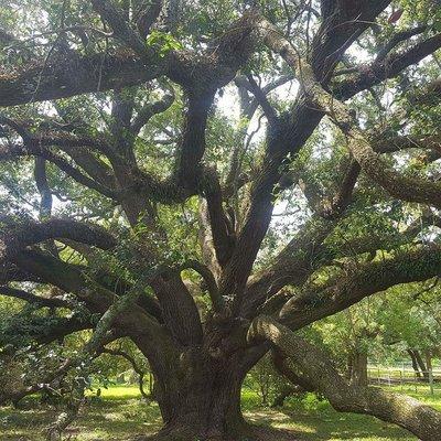 Massive Tree Crown Alvin, Texas