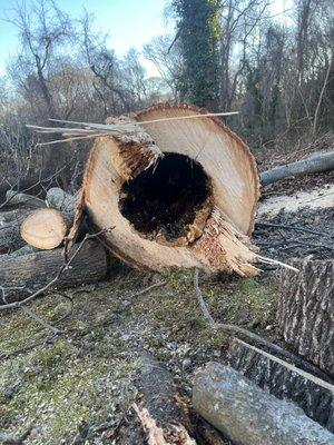 Very hollow tree, probably one bad storm away from crashing into my bedroom