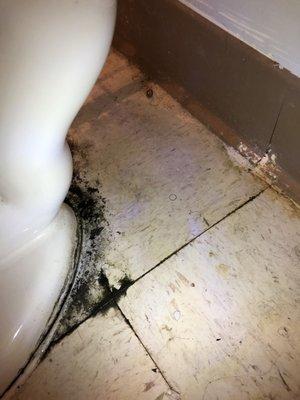 Black mold