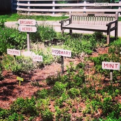 Herb garden behind the stand