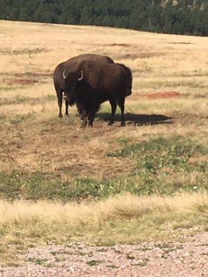 Buffalo roaming so close you can hear them!  So awesome!