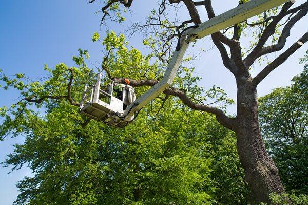 Tree trimming