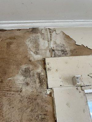 Mold Remediation