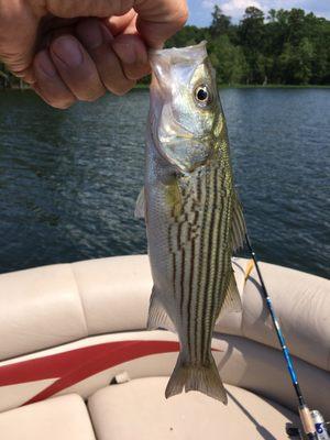 Starting to catch on lake Murray