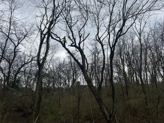 Tree number 2 branch removal!