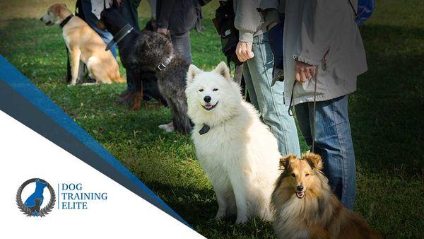 Group dog training and socialization