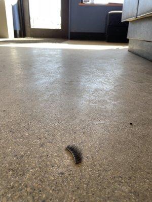 Eyelash on the floor