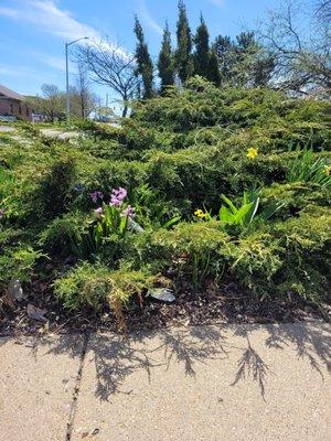 Nice landscaping