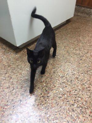 She was checking out the vet room.