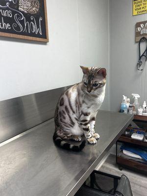 Charleston Heights Veterinary Clinic