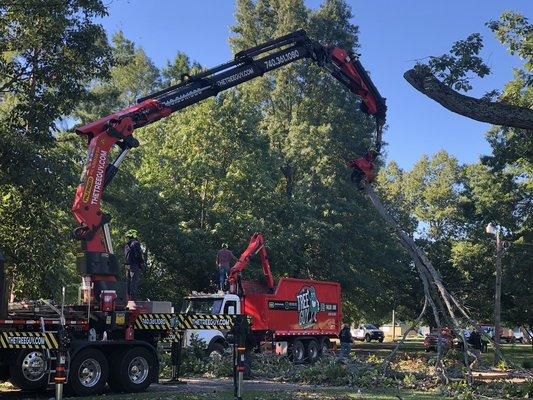 The Tree Guy