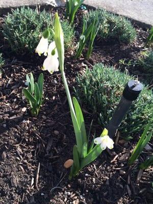 Snowdrops