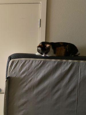 Mimi was there to supervise the mattress removal