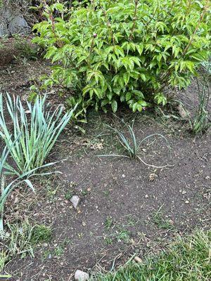 Grass clippings blown into flower bed.