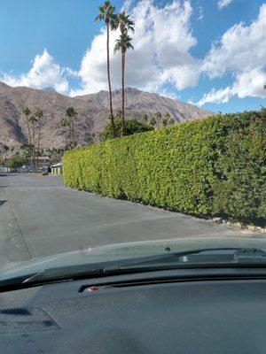 12 foot privacy hedge