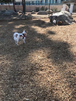 Hanging at the dog park!!