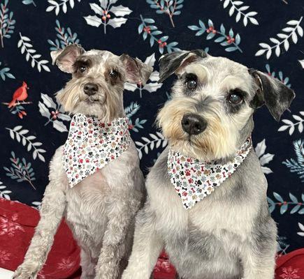 Final pic of the series (finally) sassy and Baxter after grooming just before Christmas 2022 - photo by Joan at TT grooming.