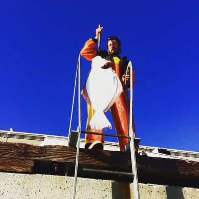 Hauling up a big halibut at Fishermans Wharf