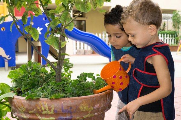 Watering the Plants