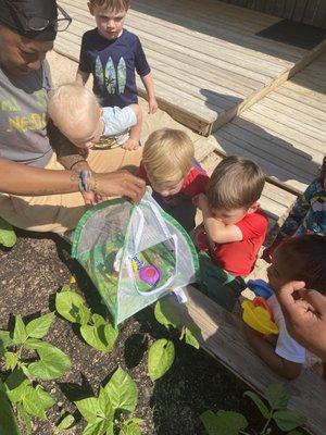 Butterfly release party!