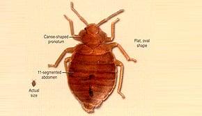 We test for Bedbugs that is 99.9% accurate