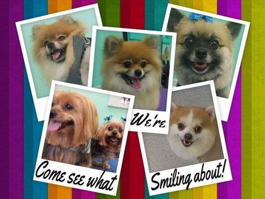 At Adrienne's Pet Grooming we love to see you smile! Bring your pet in today to see what everyone is smiling about!